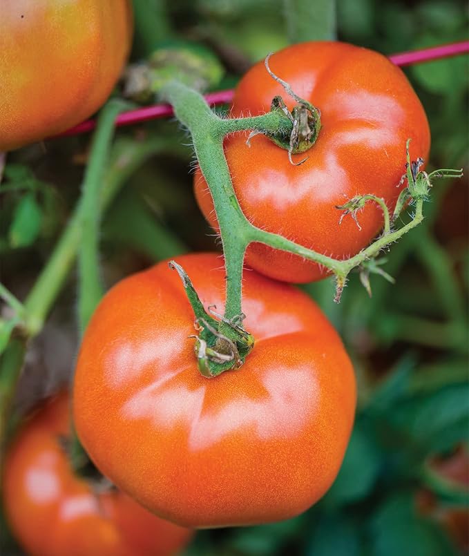 Burpee Big Boy Hybrid Tomato Seeds – Large Slicing Tomato Variety with Rich Flavor, 50 Non-GMO Seeds