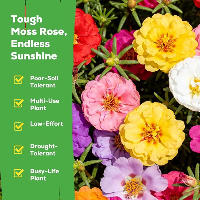 Moss Rose Seeds for Planting, 24,000+ Annual Flower for Ground Cover Flower Seeds, Perennial Variety, Easy to Grow, Portulaca Seeds to Plant Outdoors Garden Containers