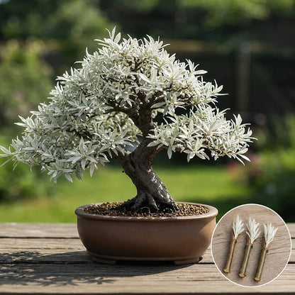 Live Dwarf White Willow Bonsai Tree Cutting to Grow - Stunning Silvery-Green Leaves - Fast Growing, Indoor/Outdoor Bonsai Material - Easy-to-Root & Bloom - Unique Living Gift for Plant Lovers