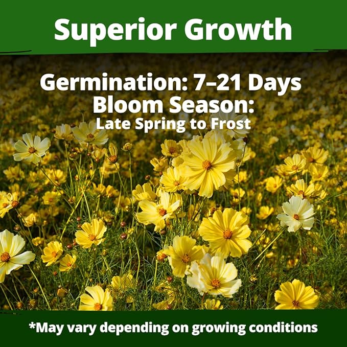 HOME GROWN Dwarf Lemon Cosmos Seeds | 600 Non-GMO Open-Pollinated Seeds (2 Packs, 300 Each) | Compact Yellow Annual Flower Seeds, Blooms in 50–60 Days, USDA Zones 2–11