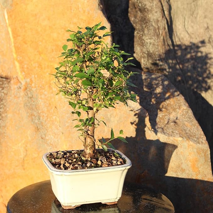 Brussel's Bonsai Live Chinese Elm Bonsai Tree, Outdoor - Small, 5 Years Old, 6 to 8 inches Tall - Includes Decorative Ceramic Bonsai Pot