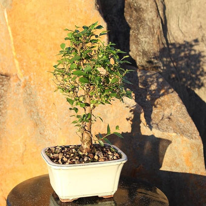 Brussel's Bonsai Live Chinese Elm Bonsai Tree, Outdoor - Small, 5 Years Old, 6 to 8 inches Tall - Includes Decorative Ceramic Bonsai Pot