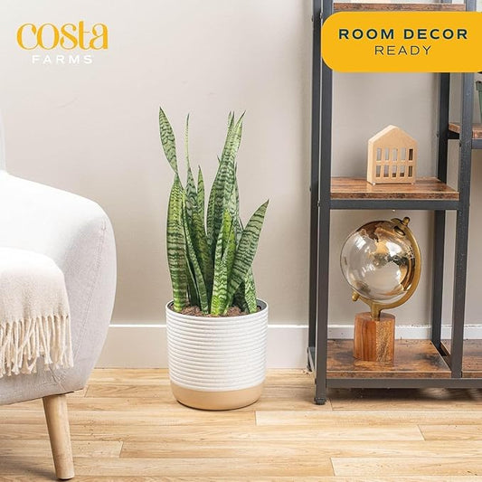 Costa Farms Premium Live Indoor Snake Sansevieria Floor Plant Shipped in Décor Planter, 2-Feet Tall, Grower's Choice, Green, Yellow