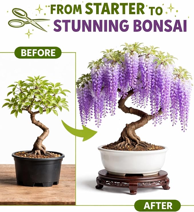 Wisteria Bonsai Starter Tree (1 Year Old Live Plant) – Wisteria Floribunda Seedling – Fast Growing Flowering Vine for Bonsai Training – Outdoor/Indoor Bonsai Tree Starter Kit Plant