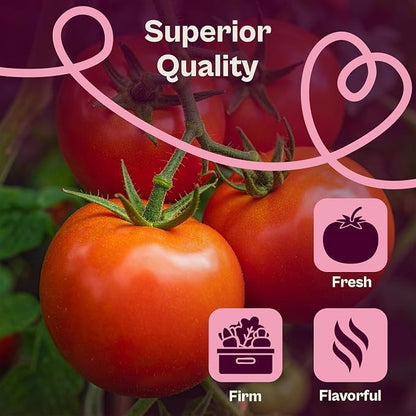 SVI 15 Plus F1 Celebrity Tomato Seeds (Solanum lycopersicum) – Heirloom Tomatoes Seed Packets, Slicing Tomatoes, Tomato Seed – Vegetable Seeds for Outdoor Home Garden Raised Beds, Containers