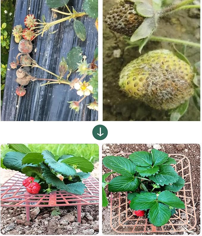 IUIBMI 10 Pack Strawberry Supports Strawberry Holder Strawberry Growing Frame Strawberry Plant Support Strawberry Growing Racks Strawberry Plant Protectors Stand with 4 Sturdy Legs for Garden