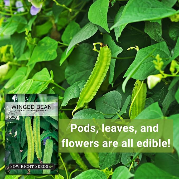 Sow Right Seeds - Winged Green Bean Seeds for Planting - Non-GMO Heirloom Pole Bean Variety - Grow Your Own Fresh, Nutritious Green Beans - Ideal for Gardens & Containers - Abundant Harvest (1)
