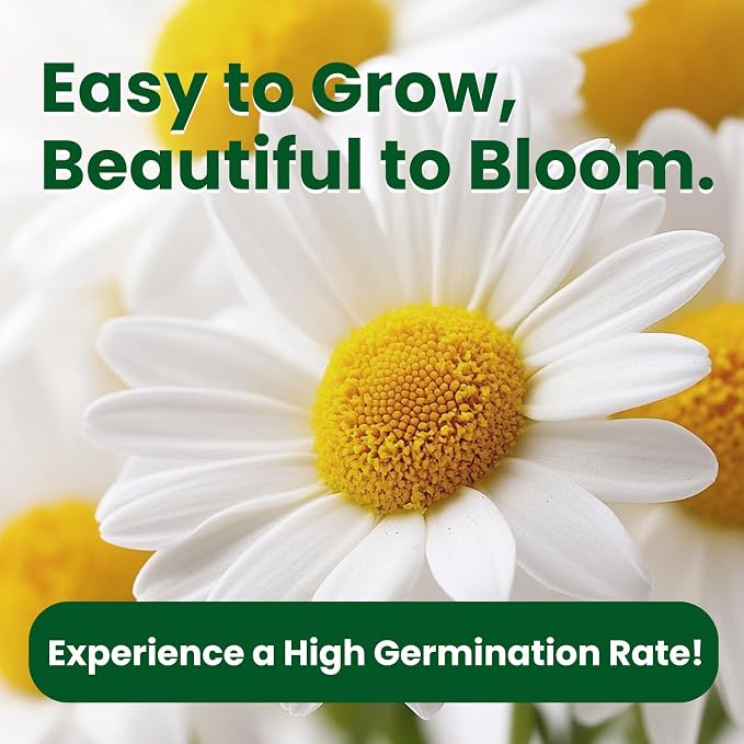 2300+ German Chamomile Seed Pack, Perennial Seeds for Planting, Herb Seed to Plant, Easy to Grow, High Germination, for Home Garden Indoor Outdoor