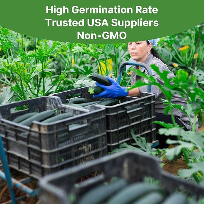 Groundio Black Beauty Zucchini Seeds, Non-GMO Heirloom Seeds, High Germination Bush Plants Produce Dark Green Tender Zucchinis, High Yield Crop for Home Vegetable Garden