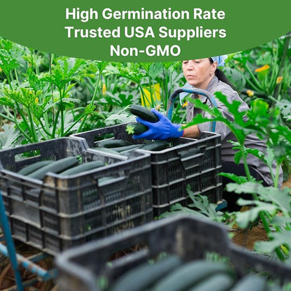 Groundio Black Beauty Zucchini Seeds, Non-GMO Heirloom Seeds, High Germination Bush Plants Produce Dark Green Tender Zucchinis, High Yield Crop for Home Vegetable Garden