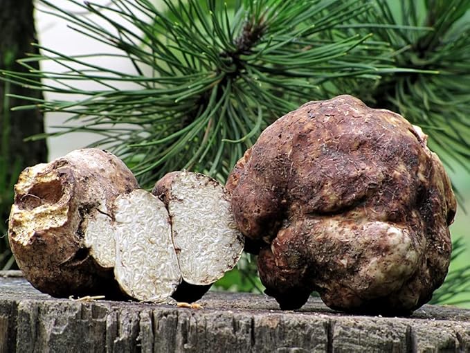 White Truffle Mushrooms Non GMO for Planting Mycelium Spawn Spores