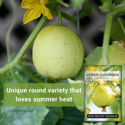 Sow Right Seeds - Lemon Cucumber Seeds for Planting - Non-GMO Heirloom Seeds with Instructions to Plant and Grow a Home Vegetable Garden - Unique Round Variety with Melon Flavor for Outdoors (3)
