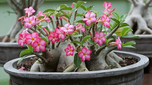 Gardenera Organic Desert Rose Soil Blend - Promote Strong Root Development and Flowering - 20 QUARTS