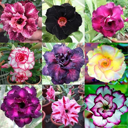 GARDENERA Desert Rose Potting Soil - Perfect Formula for Healthy and Vibrant Adenium Growth - 3 QUARTS