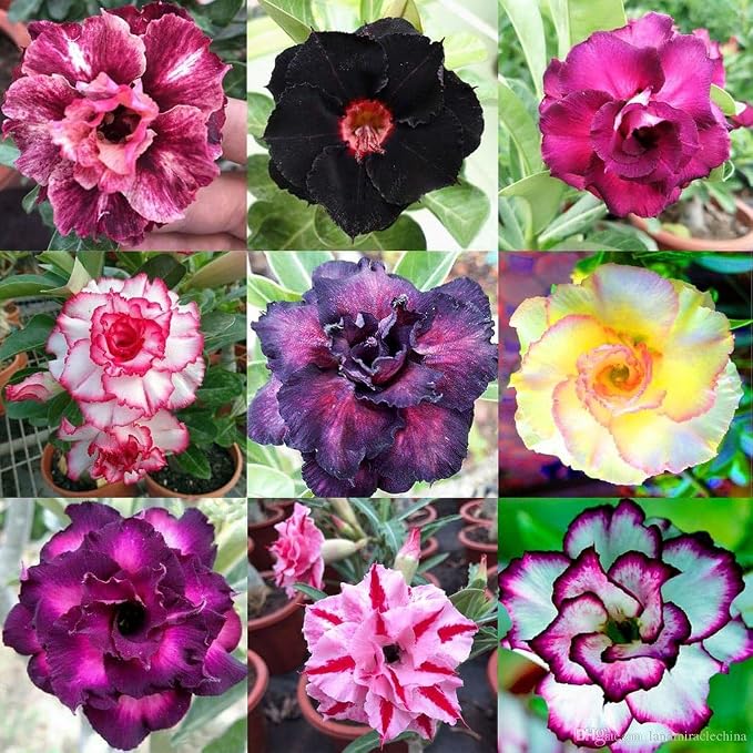 Gardenera Desert Rose Planting Mix - Provide Your Adenium with an Ideal Growing Environment - 4 QUARTS