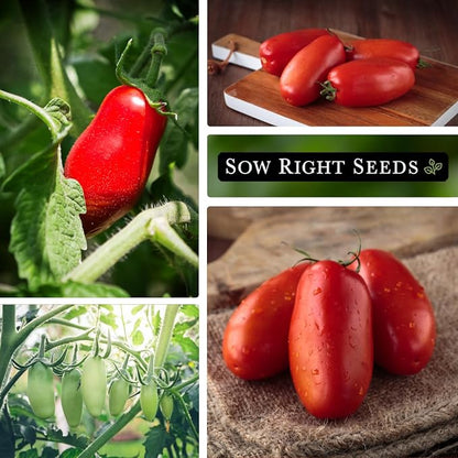 Sow Right Seeds - San Marzano Tomato Seeds for Planting - Non-GMO Heirloom Packet with Instructions to Plant a Home Vegetable Garden - Italian Classic Red Variety - Great for Sauce and Canning (1)