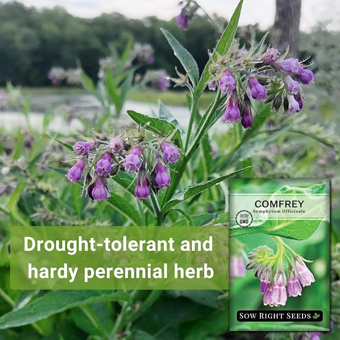 Sow Right Seeds - Comfrey Seeds for Planting - Non-GMO Heirloom - High-Yield Comfrey for Garden, Medicinal Herbs, and Soil Improvement - Outdoor or Indoor Herb Garden - Use for Home Remedies (2)