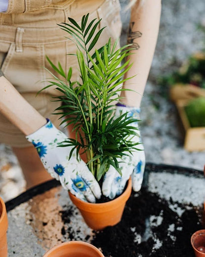 Gardenera's Professional Grade Potting Mix for Peace Lilies : The Perfect Growing Environment for Your Indoor Plants [2-Quart Bag]