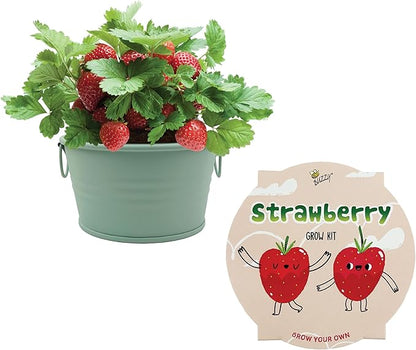 Buzzy Seeds Alpine Strawberry Grow Kit - Metal Windowsill Planter - Complete Indoor/Outdoor Gardening Kit with Seeds, Coconut Husk Growing Medium & Genuine Pots - 100% Grow Guarantee