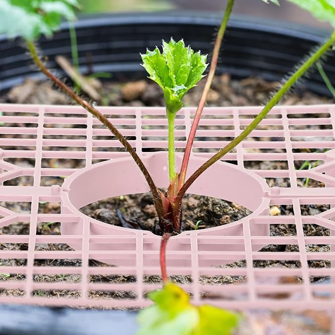 IUIBMI 10 Pack Strawberry Supports Strawberry Holder Strawberry Growing Frame Strawberry Plant Support Strawberry Growing Racks Strawberry Plant Protectors Stand with 4 Sturdy Legs for Garden