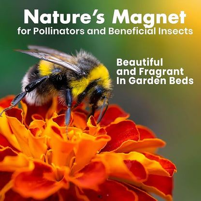 NatureZ Edge Marigold Seeds Mix, Over 5600 Seeds, Marigold Seeds for Planting Outdoors, Dainty Marietta, Petite French, Sparky French, and More