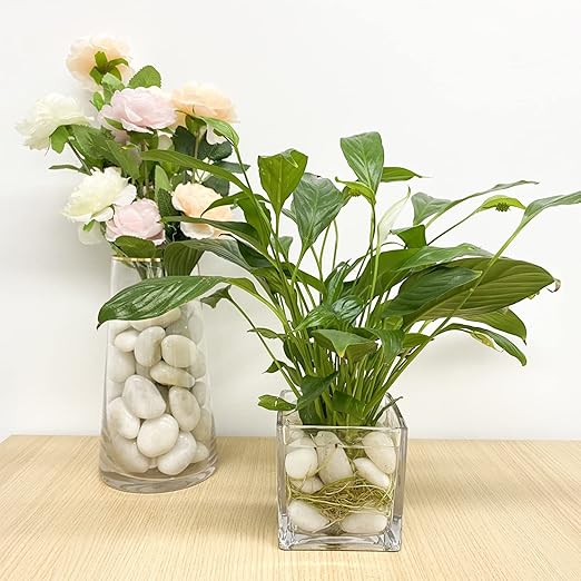 FANTIAN 40 lbs White River Rocks for Landscaping, 1-2 Inch Polished Pebbles for Indoor Plants, Decorative White Stones for Plants, Vase, Aquarium, Fish Tank and Garden