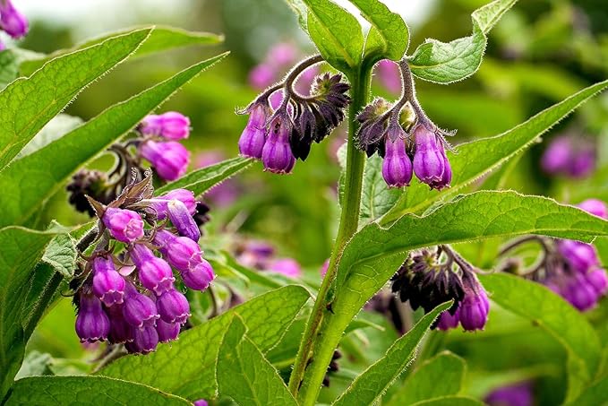 True Comfrey 30 Seeds (Symphytum officinale) Non GMO, Heirloom - Made in USA