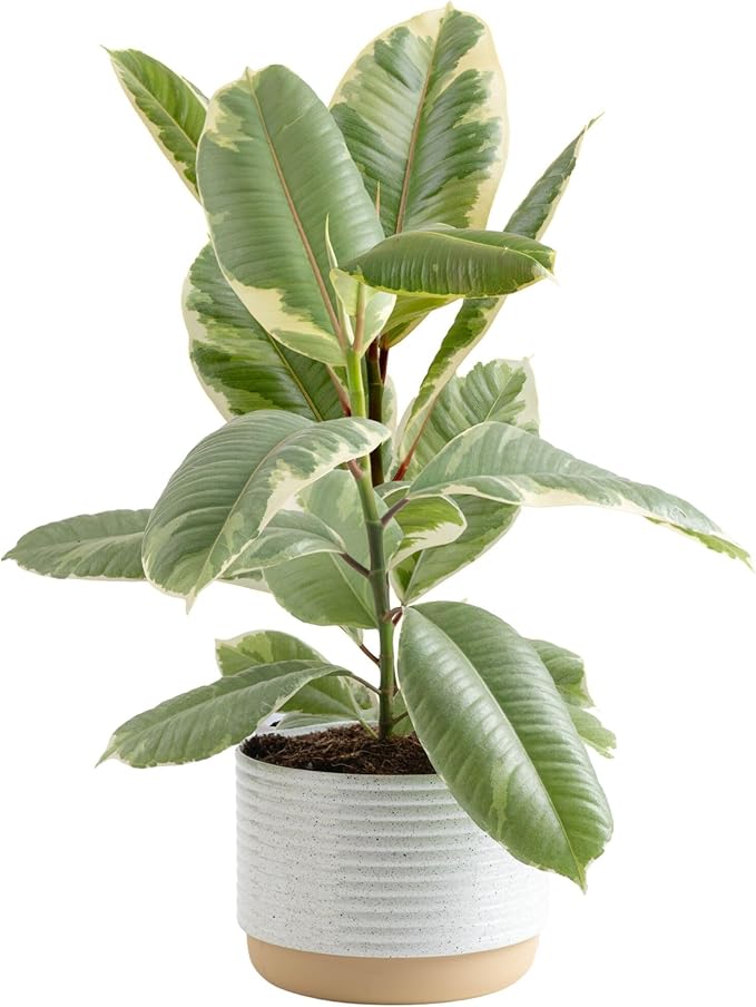 Costa Farms Ficus Tineke Live Plant in Decorative Pot, Indoor Houseplant, Perfect for Home, Room, or Office Decor, Great House Warming or Birthday Gift, 12-18 Inches Tall