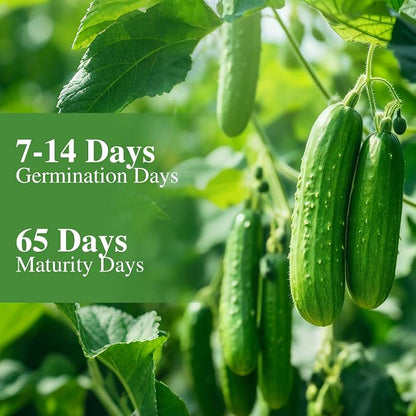 Groundio Cucumber Seeds - 50 Heirloom Non-GMO Seeds for Planting Outdoors in Trellises, Raised Beds, Space Gardens - Pickling and Slicing Straight Eight Cucumbers