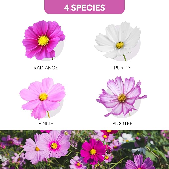 Groundio Cosmos Seeds Wildflower Mix 1 Oz, Over 3,000+, 4 Varieties Flowers Seeds for Planting (Radiance, Purity, Pinkie, Picotee), Open Pollinated Bulk