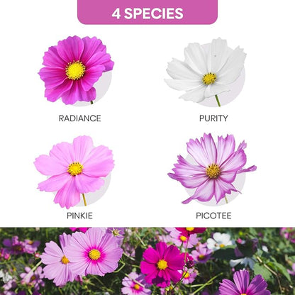 Groundio Cosmos Seeds Wildflower Mix 1 Oz, Over 3,000+, 4 Varieties Flowers Seeds for Planting (Radiance, Purity, Pinkie, Picotee), Open Pollinated Bulk