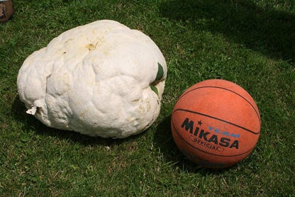 Giant Puffball Mushrooms Non GMO for Planting Mycelium Spawn Spores