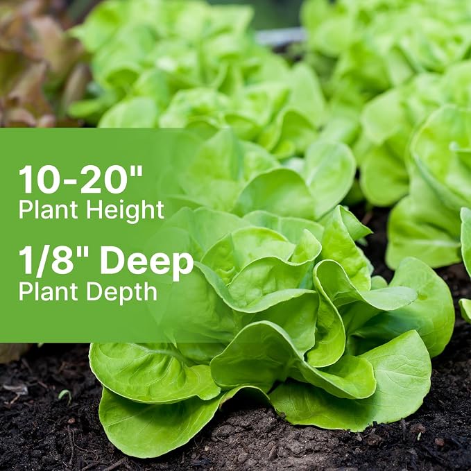 Groundio Buttercrunch Lettuce Seeds, Heirloom Non GMO Vegetable Seeds for Planting Outdoor, Indoor & Hydroponic, Garden Green Leaf Seeds for Salad