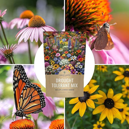 Drought Tolerant Wildflowers Mix – Bulk 5 Pounds – Over 600,000 Open Pollinated Non-GMO Seeds – 21 Different Dryland Species