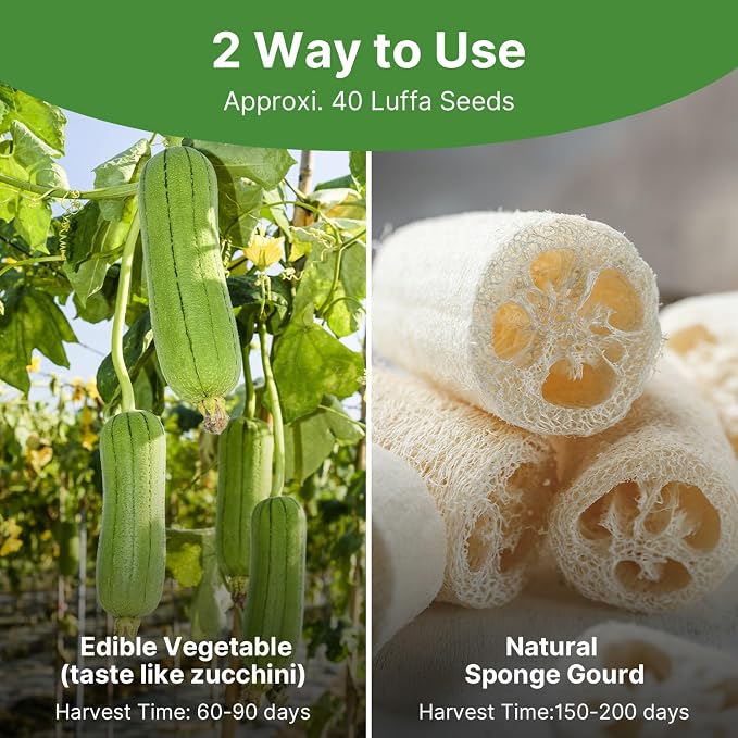 Groundio 40+ Luffa Seeds – Non-GMO Heirloom Loofah Sponge Gourd Seed, Edible & Natural Sponge, Home Garden Outdoor Planting (Luffa aegyptiaca)