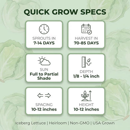 500 Iceberg Lettuce Seeds for planting - Heirloom Non-GMO USA Grown Premium Vegetable Seeds for Planting Home Garden - Crisphead Heading Lettuce Lactuca Sativa by RDR Seeds