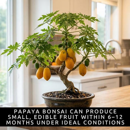 Bonsai Fruit Tree Seeds Bundle, 4 Pack – 10 Papaya, 10 Peach, 10 Cherry, 10 Banana – Grow Miniature Fruit Trees – Exotic Indoor & Outdoor Bonsai Plant Kit – Garden Starter Seed Pack