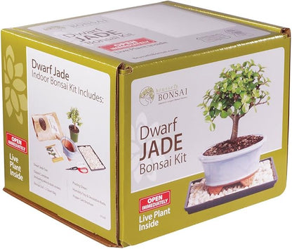Brussel's Bonsai - Live Dwarf Jade Bonsai Tree Starter Kit with Ceramic Bonsai Pot & Bonsai Soil, Indoor Bonsai Plant Kit, Easy Care Houseplant for Beginners (Green)