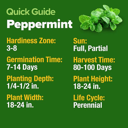HOME GROWN Non GMO Peppermint Seeds Pack 2,370 Heirloom Mint Seeds for Planting. Grow Peppermint Plants in Your Herb Garden Indoors or Outdoors (Mentha x piperita)
