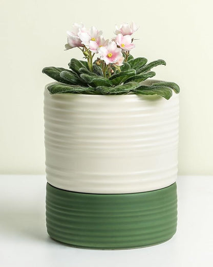 Fayoula Self Watering Pots for Indoor Plants, 6 Inch Ceramic Self Watering Plant Pot, Planter Pot with Wick Rope and Drainage Hole for African Violet Succulent Herbs (White Matte)