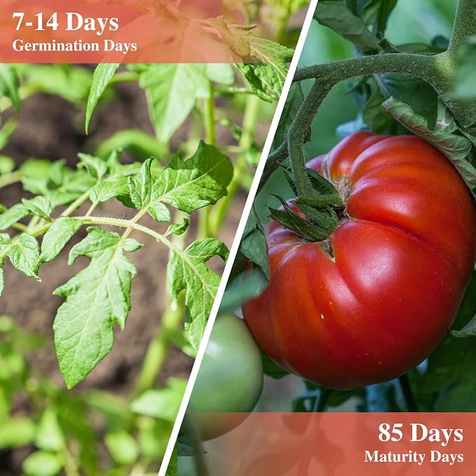 Groundio Beefsteak Tomato Seeds 300+ Non GMO Heirloom, High Germination Indeterminate Seeds for Planting, Large Meaty Slicing Fruits, Vegetable Garden (Solanum lycopersicum)