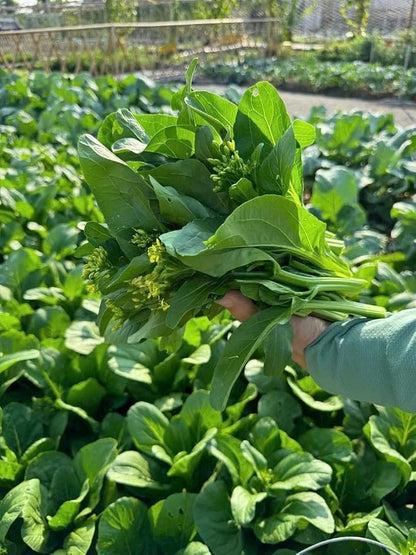 4000 Premium Choy Sum Seeds – Cải Ngồng – Yu Choy – Flowering Chinese Cabbage Seeds – Non-GMO, Heirloom, 99% Germination Rate, Easy to Grow Vegetable for Yard & Garden Planting