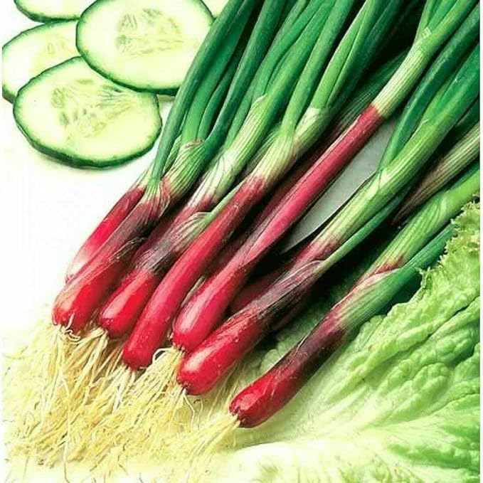 Seeds Red Welsh Onion Bunching Non GMO Vegetable for Planting