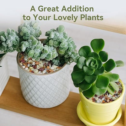 Pulovin 10 lbs Pebbles for Indoor Plants, Succulent Rocks, 3/8" Polished Pebbles for Bamboo, Vase, Terrarium, Natural Decorative Small River Rocks for Crafts, Cactus, Outdoor Garden Landscaping