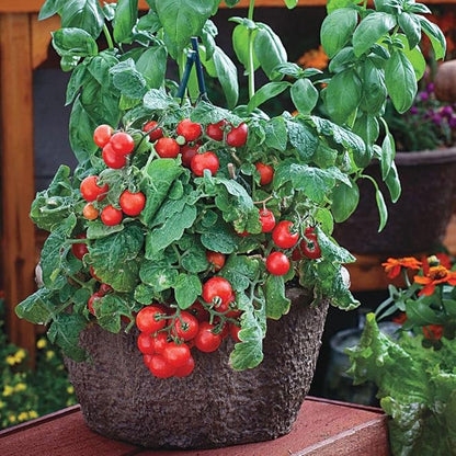 Park Seed Ultimate Container Seed Collection – Non-GMO Compact Vegetable Varieties for Patio Planters & Small Spaces, with Tomato, Pepper, Pea, Radish & Carrot, Total of 515 Seeds