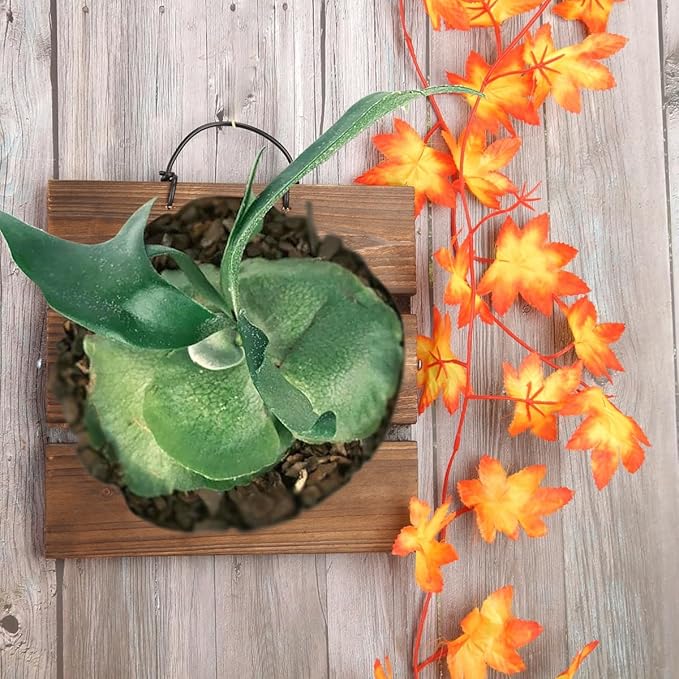 Staghorn Fern Mounting Board Kit Wooden Wall Planter Hanging Plant Holder for Vertical Plant,Platycerium,Orchids,Succulents(Square)