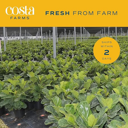Costa Farms Fiddle Leaf Fig, Live Indoor Ficus Lyrata House Plant Potted in Modern Decor Planter, Floor Plant in Potting Soil Mix, Housewarming Gift, Room, Home, Office Decor, 2-3 Feet Tall