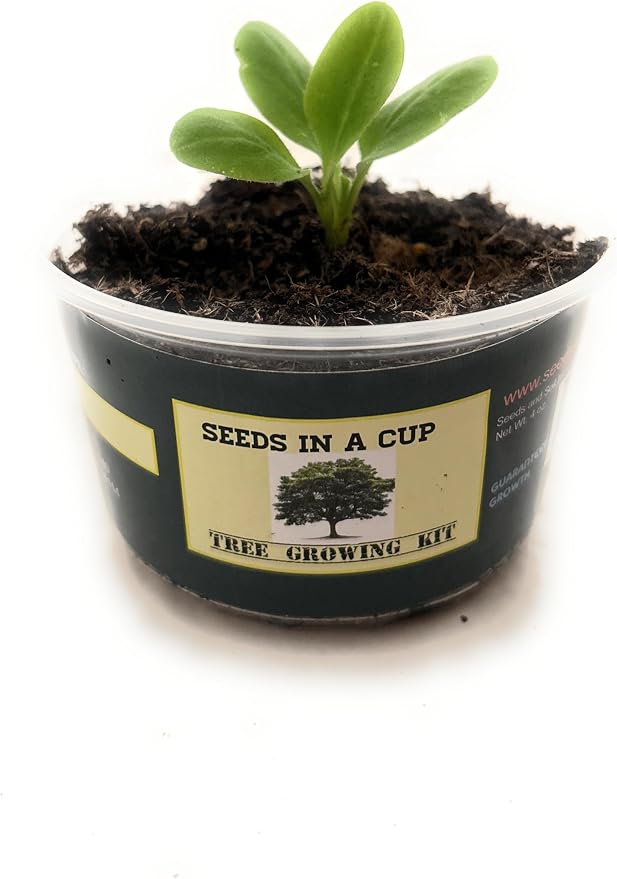 Tree Grow Kit | Easy to use | Educational | Memorial Gift | Plant It for The Planet | Grow Your Own Tree |Wide Selection to Choose from (Pear)