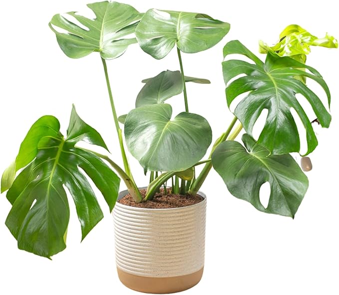 Costa Farms Monstera, Swiss Cheese Plant Live Plant in Decorative Pot, Large Indoor Houseplant, Perfect for Home, Room, or Office Decor, Great House Warming or Birthday Gift, 2-3 Feet Tall