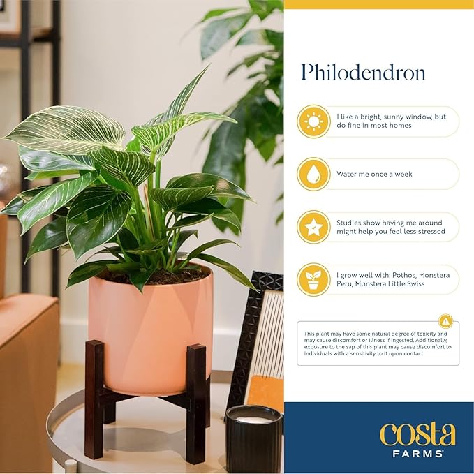 Costa Farms Philodendron Live Plant in Decorative Pot, Air Purifying Indoor Houseplant, Assorted Variety, Home, Room, or Office Decor, House Warming or Birthday Gift, 12-18 Inches Tall